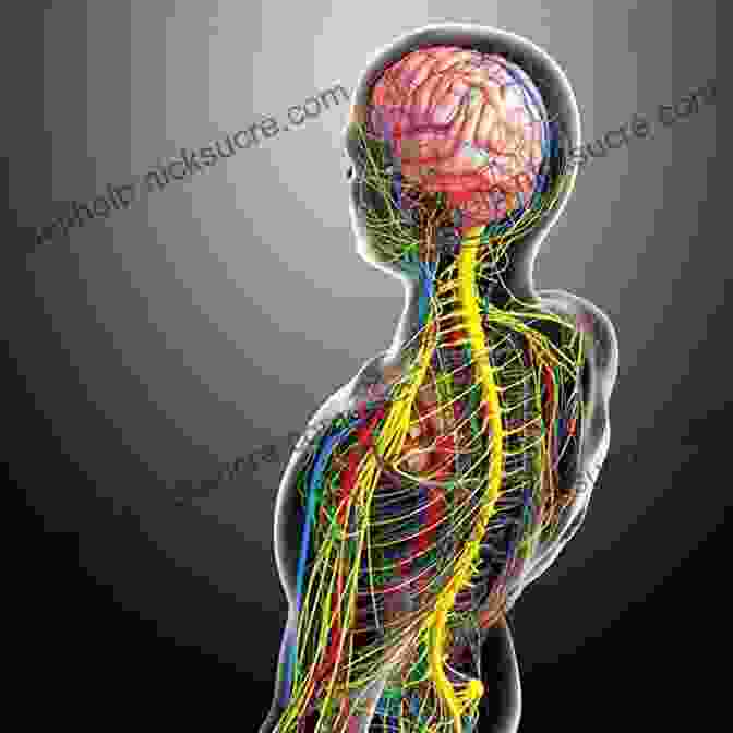 A Human Figure With Arrows Connecting The Brain And Body, Symbolizing The Interconnectedness Of Mind And Body What S Going On In There?: How The Brain And Mind Develop In The First Five Years Of Life