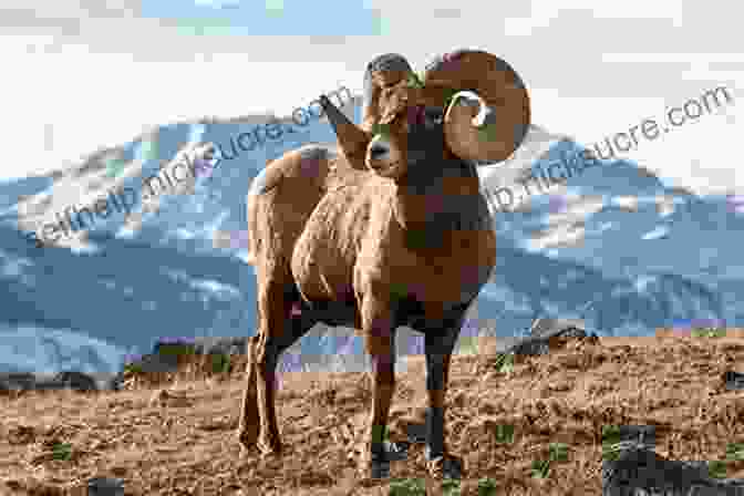 A Majestic Rocky Mountain Bighorn Sheep Standing On A Rocky Outcrop In Wyoming's Wilderness The Light In High Places: A Naturalist Looks At Wyoming Wilderness Rocky Mountain Bighorn Sheep Cowboys And Other Rare Species