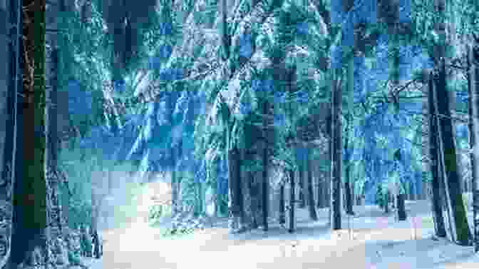 A Panoramic View Of A Snow Laden Forest Under A Vast Winter Sky. In Winter S Shadow (Down The Long Wind 3)