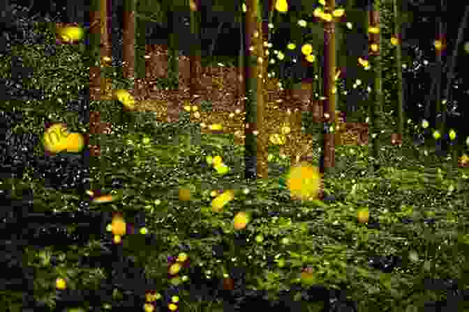 A Photograph Capturing The Mesmerizing Light Patterns Of Fireflies In A Forest The Fireflies Book: Fun Facts About The Fireflies You Loved As A Kid