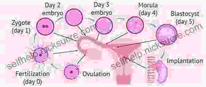 Fertilization And Implantation Of The Embryo In The Uterine Lining The Science Of Pregnancy: The Complete Illustrated Guide From Conception To Birth