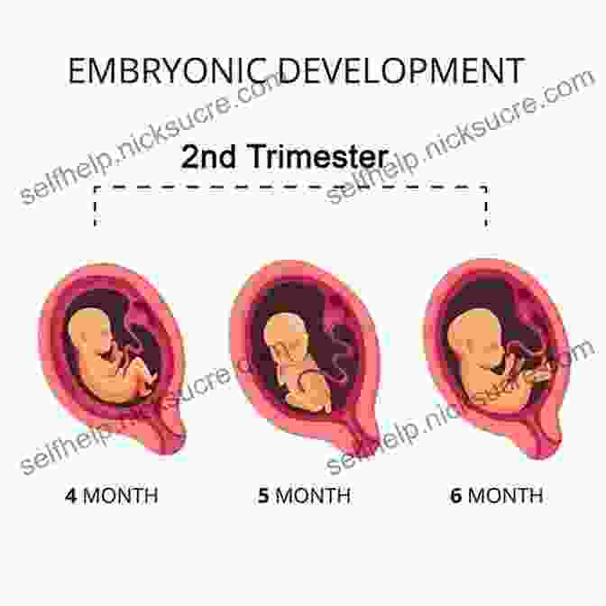 Fetal Development During The Second Trimester The Science Of Pregnancy: The Complete Illustrated Guide From Conception To Birth