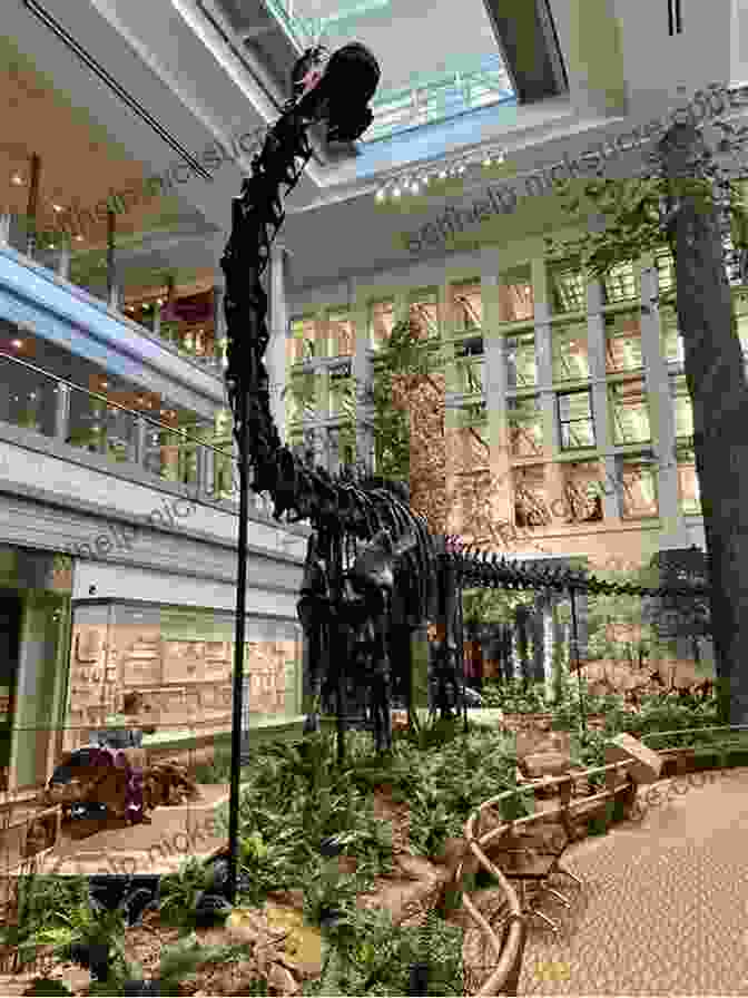 The Skeleton Of Diplodocus Carnegii On Display At The Carnegie Museum Of Natural History Bone Wars: The Excavation And Celebrity Of Andrew Carnegie S Dinosaur